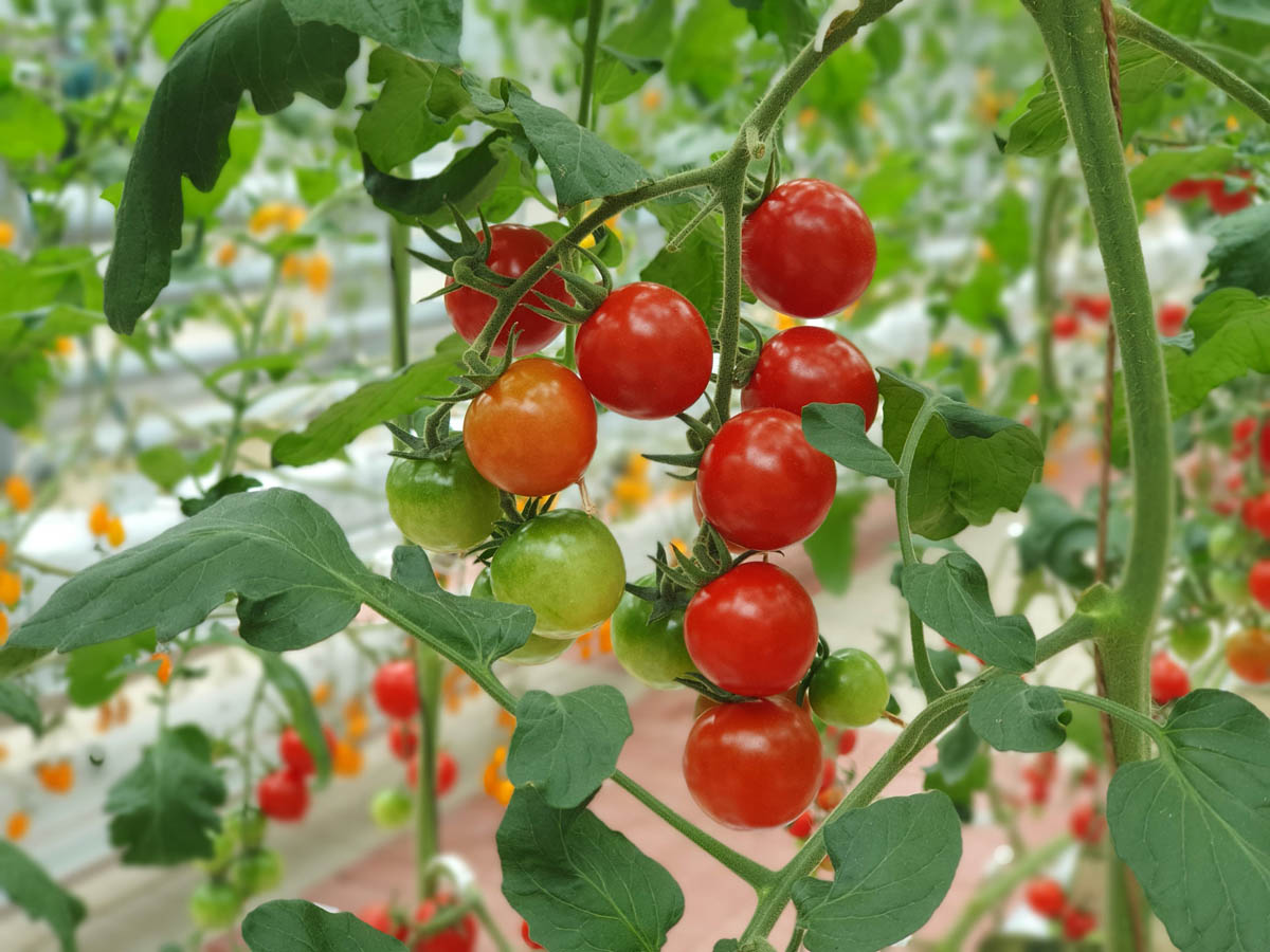 गोलभेडा खेती ( golveda / tomato kheti ) 