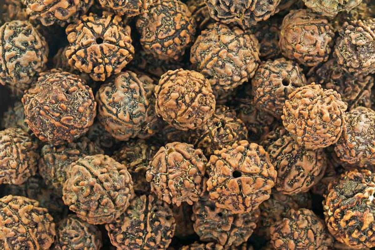 रुद्धाक्ष खेती ( rudracha cultivation ) 
