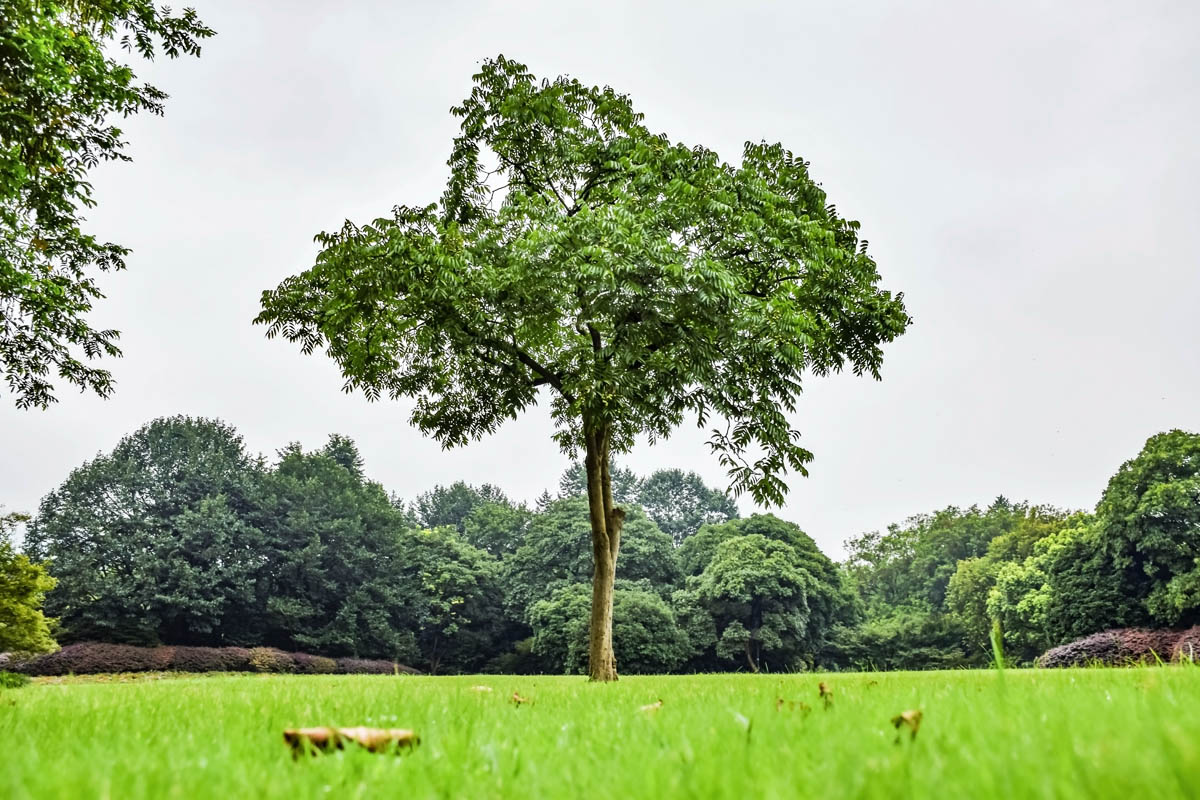 रक्तचन्दन खेती ( raktachandan / sandalwood cultivation ) 